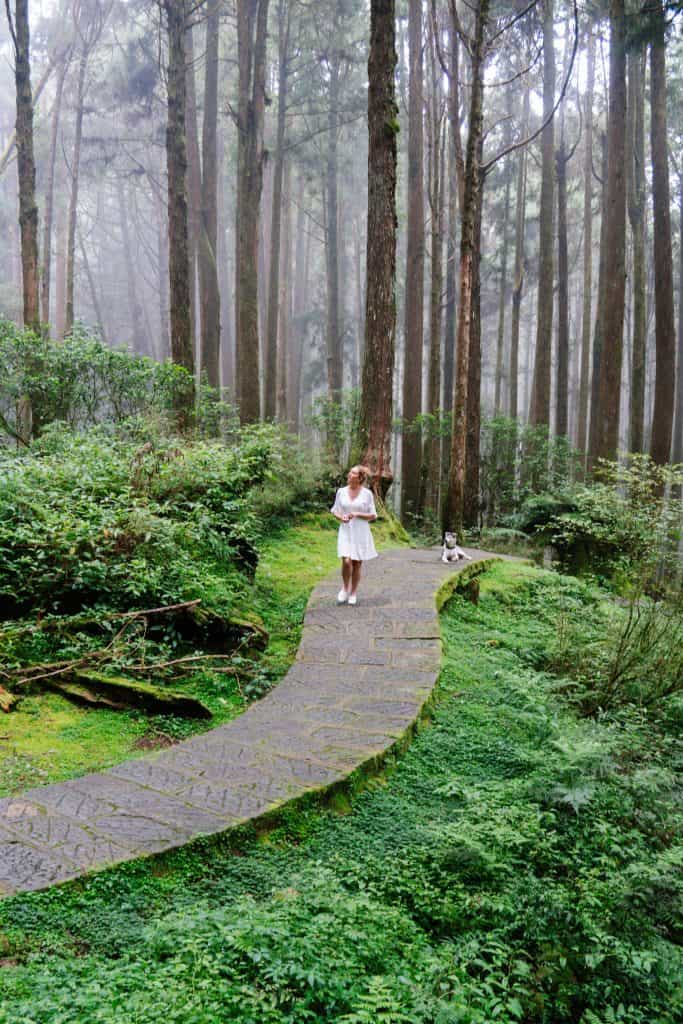 Alishan National Forest