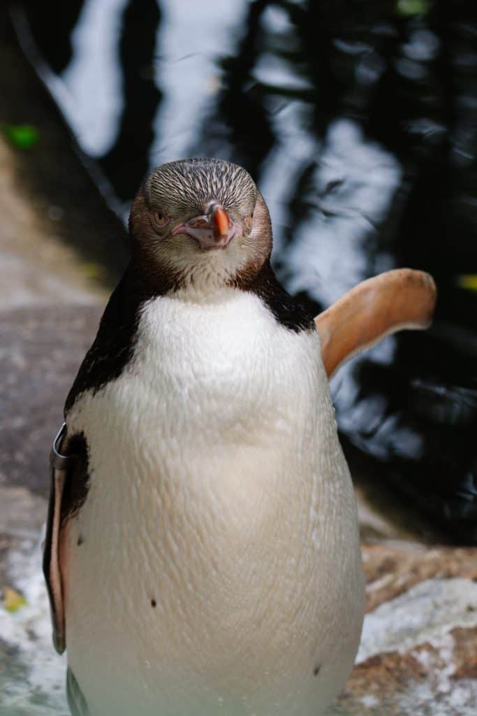 Meet penguins at the Otago Peninsula Eco Restoration Alliance has a penguin rehabilitation centre