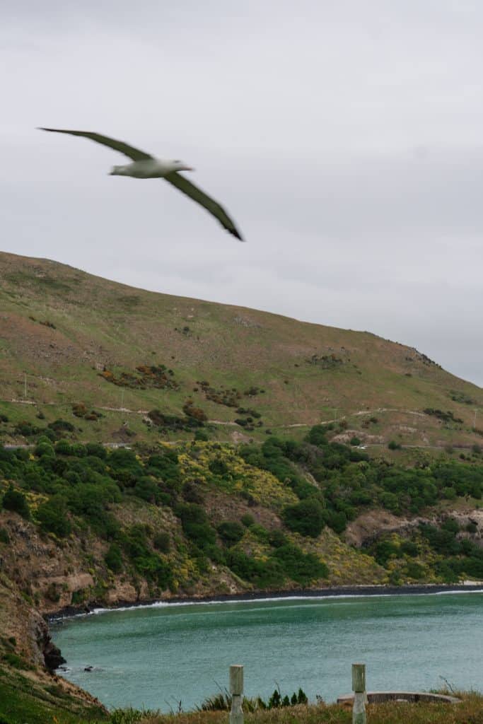 See the only mainland breeding colony of northern albatross in the world at The Royal Albatross Centre, Dunedin