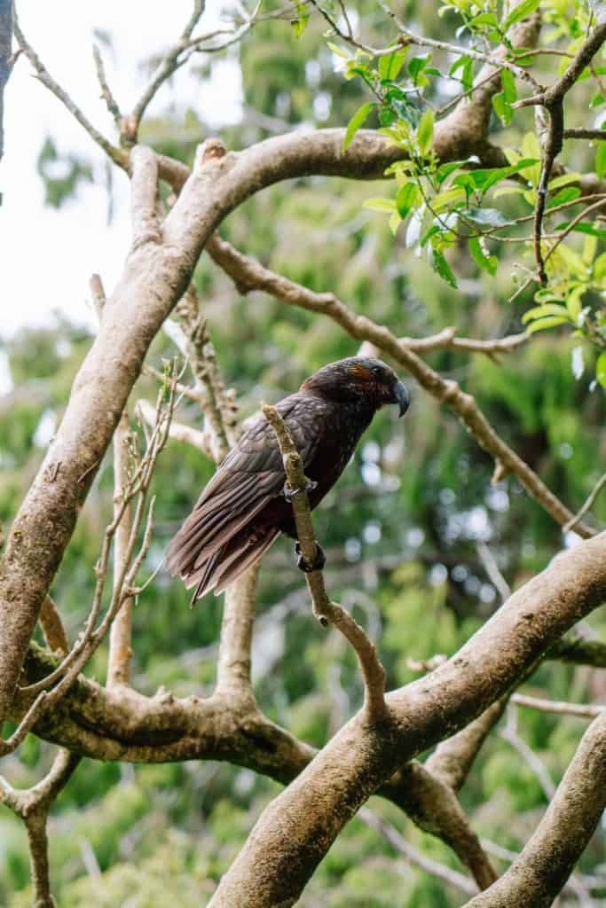 Take a guided tour at Orokonui Ecosanctuary in Dunedin