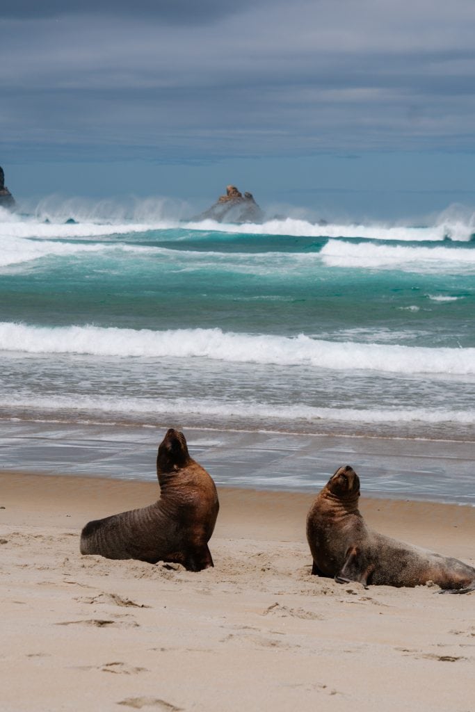 Watch Sea Lions tussle on the beach at Sandfly Bay