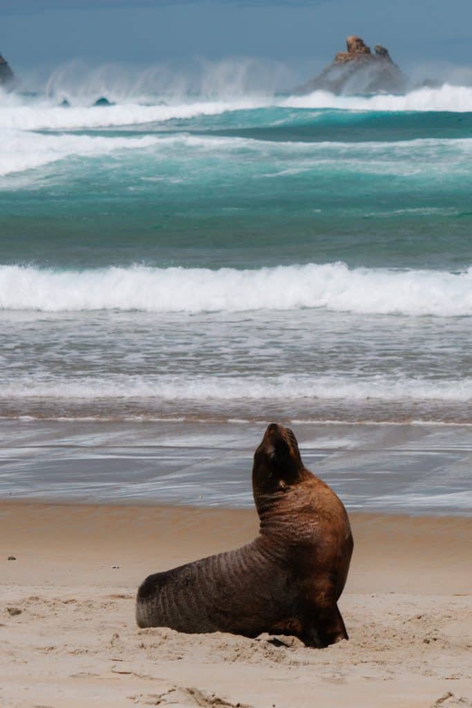 Sea Lions at Sandfly Bay, Dunedin