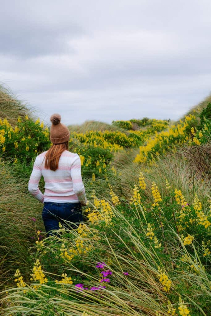 Yellow lupins on the walk down the Sandfly Bay